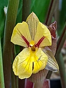 Distichochlamys rubrostriata