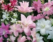Oriental "Double Trouble" Collection — The Lily Garden