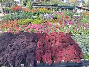 Flowers & Potted Plants