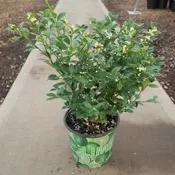 10″/3G Citrus Asst Bush