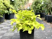 Aralia “Sun King”