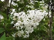Syringa vulgaris ‘Frederick Law Olmsted’