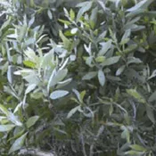 Cajeput ~ Essential Oil