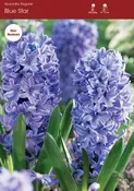 Hyacinth Blue Star