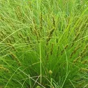 Carex vulpinoidea<br>Fox Sedge