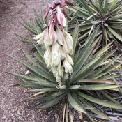 Banana Yucca – Yucca Baccata (5Gal)