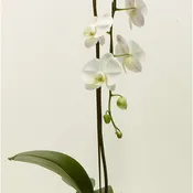 Tall Orchid