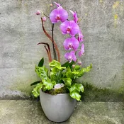 Color Phalaenopsis Orchid with Green Plants