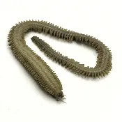 Preserved Sandworm (Nereis virens) – Marine Biology Specimen | Gulf of Maine | Gulf Of Maine, Inc.