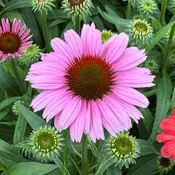SunMagic® Vintage Lavender Coneflower (Echinacea)