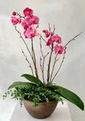 Phalaenopsis Orchid & Fern Planter