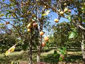 Persimmon Trees (Diospyros virginiana)