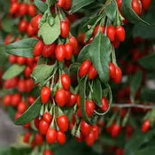 Goji Berry – One Gallon