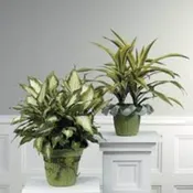 Lush House Plant