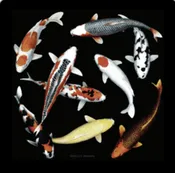 3015 - Helix Skimmer for Internal Pump — Connie's Pond & Koi LLC The Best Pond Store on the West Coast
