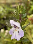 Prostanthera 'Badja Peak', Victorian Christmas Bush