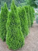 Arborvitae Emerald Green 6/7 Foot #15 Pot
