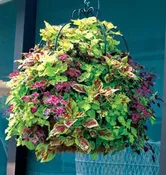 16 Inch Double Tier Imperial Hanging Planter & Liner Set