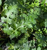 Acanthus x ‘Morning Candle’
