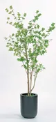 6.5' Wispy Mini Leaf in 10SB w/Mood Moss