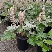 Acanthus 'Whitewater' PP23342