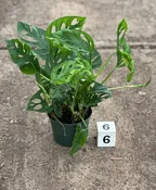 6″ Philodendron Adansonii “Swiss Cheese” Upright
