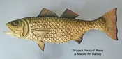 "Atlantic Striped Bass"