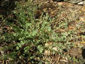 Acmispon heermanii - Heermann's Lotus (Seed)
