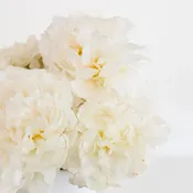 Bowl of Cream Peonies for Mothers Day