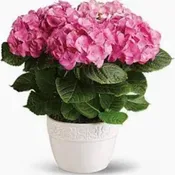 Hydrangea Plant