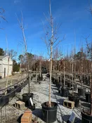 Legacy Sugar Maple