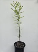 Bald Cypress