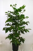 10" Chamadorea Seifrizii