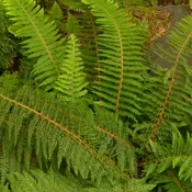 Soft Shield Alaskan Fern