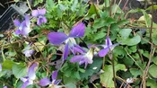 Viola septemloba (Southern Coastal Violet)