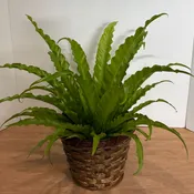Birds Nest Fern Plant