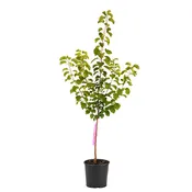 Apricot, Early Golden