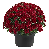 14" Mum Planter Fiesta Red