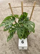 6″ Philodendron Swiss cheese on Trellis