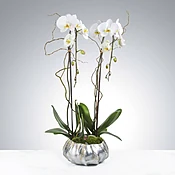 Two Stem Orchid Planter by BloomNation™