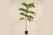 Black Olive Tree (Faux)