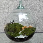 Moss Terrarium