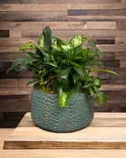 Emerald Garden