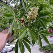 Aesculus glabra<br>Ohio Buckeye