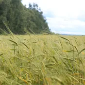 ES Cereal Rye