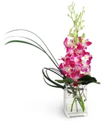 A Touch Of Pink™