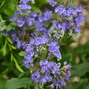 ‘Inoveris Grand Bleu®’ Blue Mist Shrub