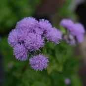 Ageratum 'Aloha Blue' (Flossflower)