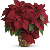 Medium Poinsettia 6″
