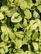 Ceanothus griseus horizontalis 'Diamond Heights' (1 qt) | Diamond Heights Variegated Carmel Creeper (1 qt)